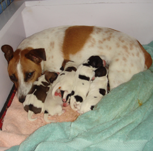 Elsie and Puppies